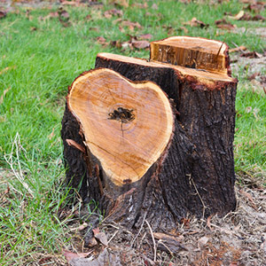 Tree Service in Kokomo IN