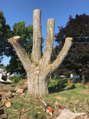 tree trimmed