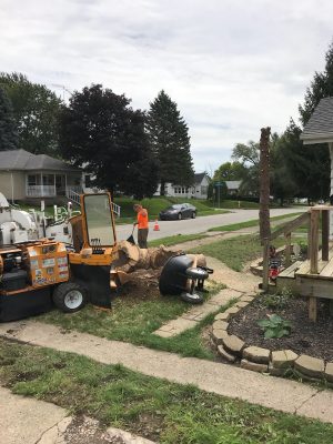 Tree Service in Kokomo IN