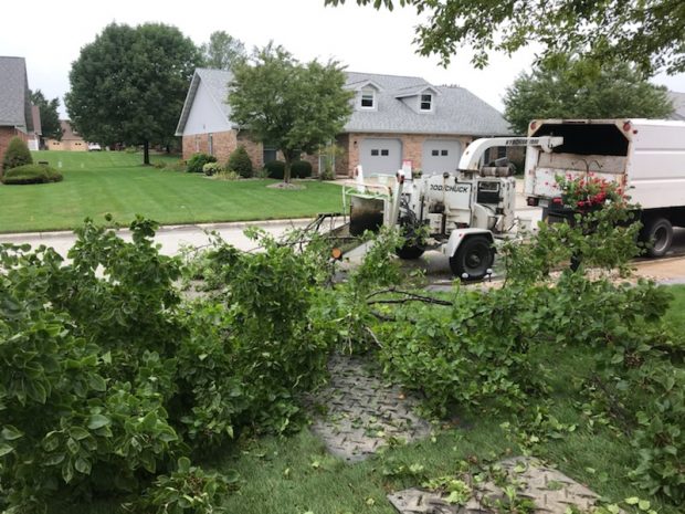 tree trimming services