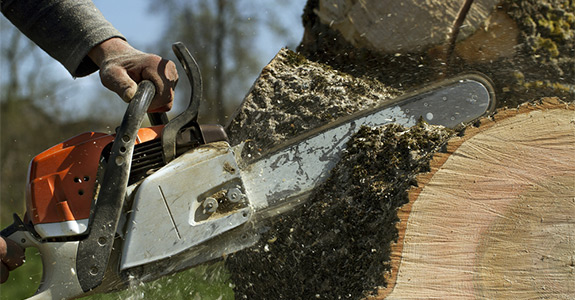 Tree Removal Service in Kokomo IN